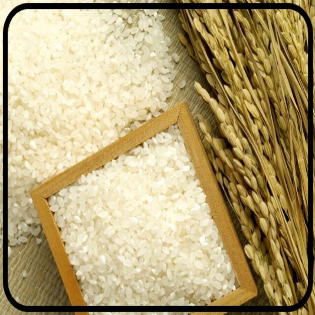 강원더몰,[23년산DMZ햅쌀 철원동신미곡]10KG두루웰철원오대쌀